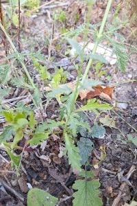 Verveine officinale