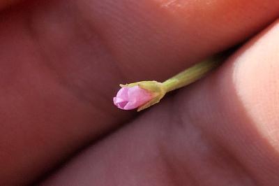 Épilobe à petites fleurs