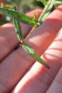 Épilobe à petites fleurs