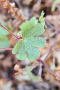 Géranium à feuilles rondes