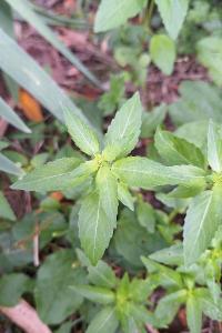 Mercuriale annuelle