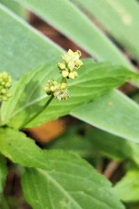 Mercuriale annuelle