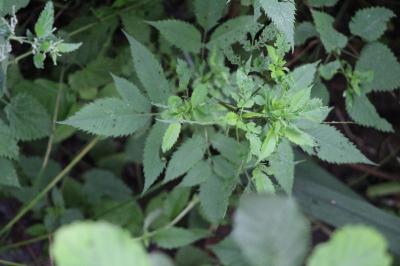 <i>Bidens</i>