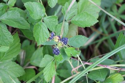 Rosier bleue