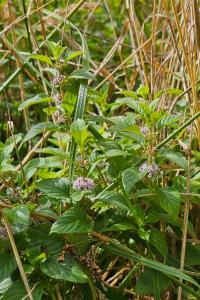 Menthe des champs