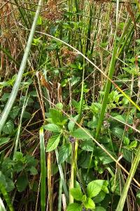 Menthe des champs