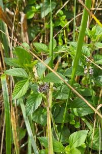 Menthe des champs