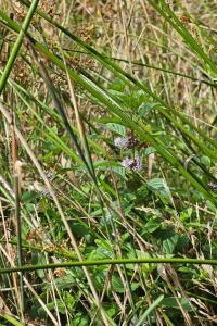 Menthe des champs