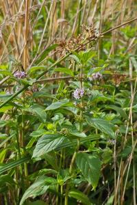 Menthe des champs