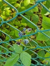 Rosier bleue