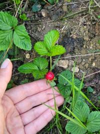 Fraisier de Duchesne