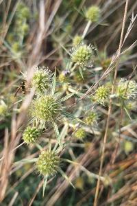 Panicaut champêtre, Chardon Roland