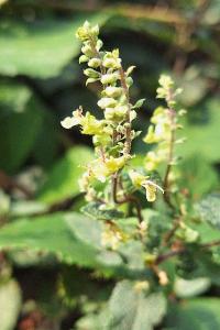 Teucrium scorodonia