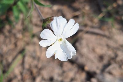 Silene latifolia