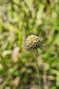 Scabieuse colombaire