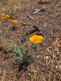Pavot de Californie