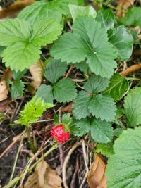 Fraisier de Duchesne