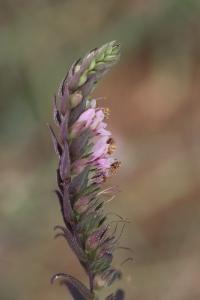 Odontite rouge