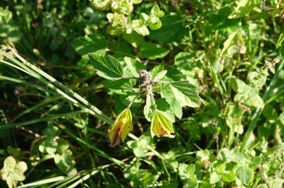 Guimauve officinale