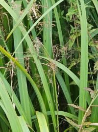 Scirpe des bois