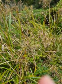 Scirpe des bois