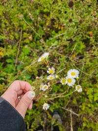 <i>Erigeron</i>