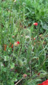 Coquelicot