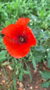 Coquelicot