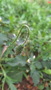 Coquelicot