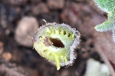 Arctium minus