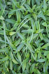 Saponaire officinale