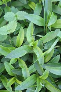 Saponaire officinale