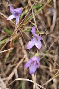 Campanule raiponce