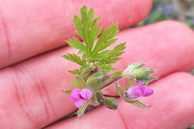 Érodium à feuilles de cigue