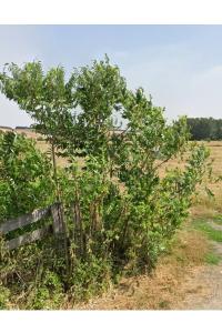 Sumac hérissé