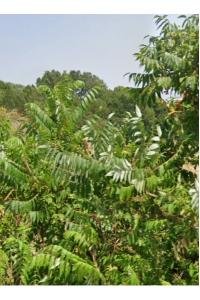 Sumac hérissé
