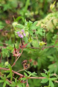 Géranium fluet