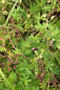 Géranium fluet