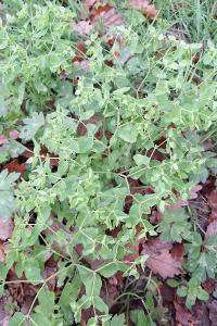 Euphorbe omblette