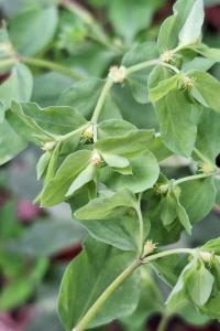 Euphorbe omblette