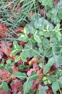 Euphorbe omblette