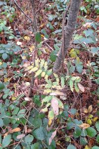 Sorbier des oiseleurs