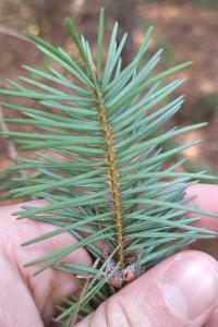Pseudotsuga menziesii