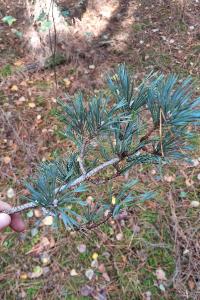 Pin sylvestre