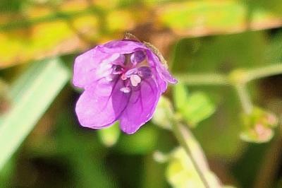 Géranium des Pyrénées