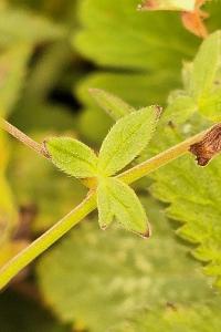 Géranium des Pyrénées