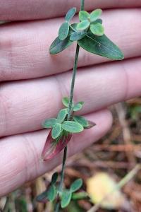 Millepertuis élégant