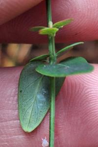 Millepertuis élégant