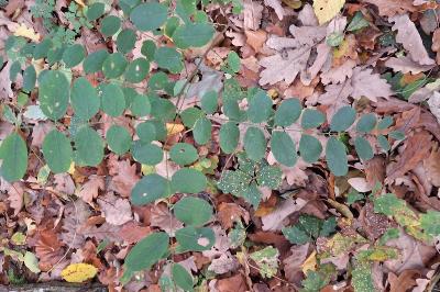 Robinier faux-acacia