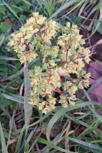Euphorbe omblette
